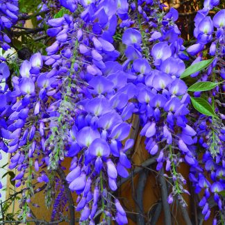 WISTERIA SINENSIS TUTOR
