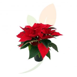 POINSETTIA