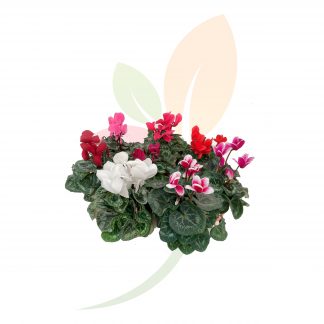 CYCLAMEN MINI