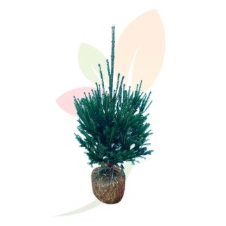 ABIES EXCELSA CEPELLÓN (ESPECIAL NAVIDAD)