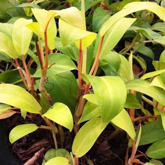 PHILODENDRON MALAY GOLD