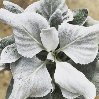 SENECIO ANGEL WINGS