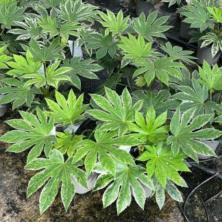 FATSIA JAPONICA SPIDER WEB