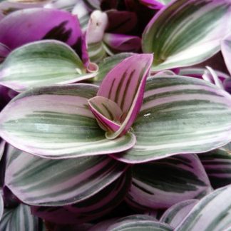 TRADESCANTIA NANOUK