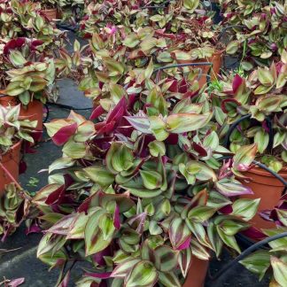 TRADESCANTIA ZEBRINA