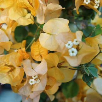 BOUGAINVILLEA AMARILLA