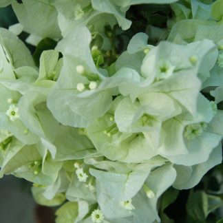 BOUGAINVILLEA BLANCA