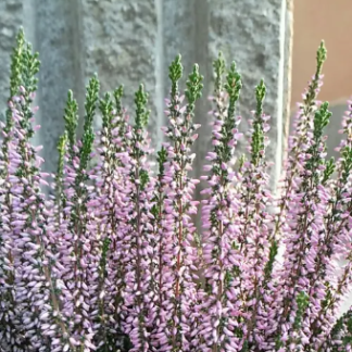 CALLUNA