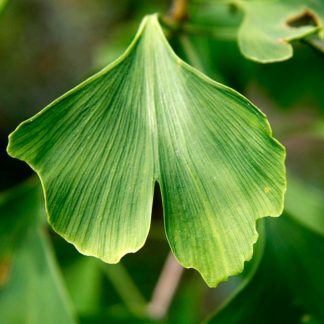 GINKGO BILOBA