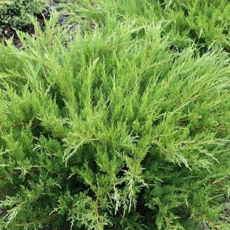 JUNIPERUS MEDIA MINT JULEP