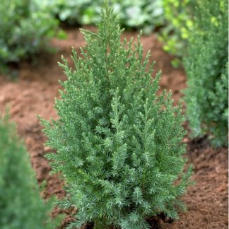 JUNIPERUS CHINESIS 'STRICTA'