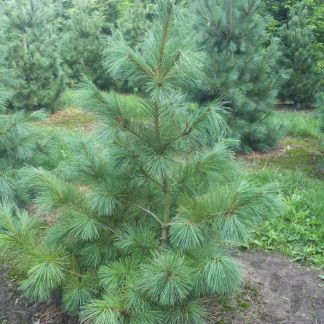 PINUS STROBUS