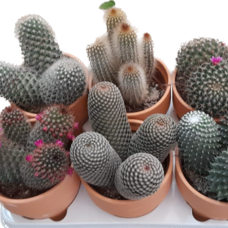 CACTUS MIX (6 UNIDADES)