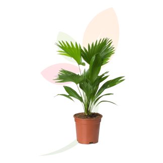 LIVISTONIA ROTUNDIFOLIA