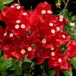 BOUGAINVILLEA ROJA