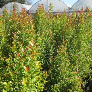 EUGENIA MYRTIFOLIA NEW PORT