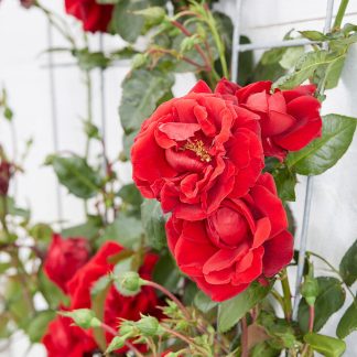 ROSAL TREPADOR ESPALDERA ROJO