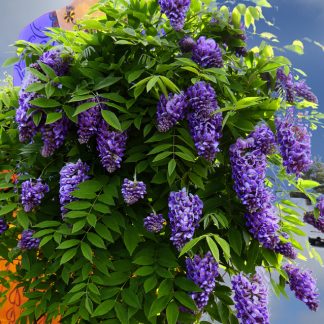 WISTERIA AMETHYST FALLS