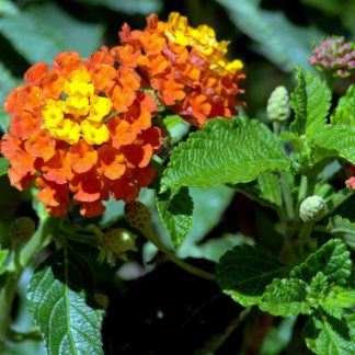 LANTANA BANDERA ESPAÑA