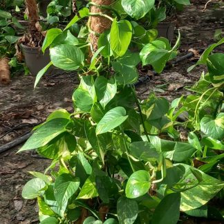 EPIPREMNUM AUREUM (POTHOS)