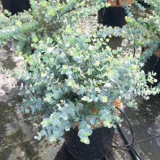 EUCALYPTUS CINEREA