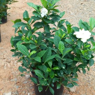 GARDENIA JASMINOIDES