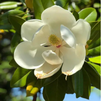 MAGNOLIA GRANDIFLORA