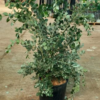 METROSIDEROS EXCELSA