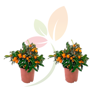 PACK 2 CITRUS FORTUNELLA (KUMQUAT) C17