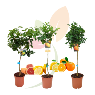 PACK LIMONERO C22 + POMELO C22 + NARANJO C22