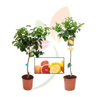 PACK LIMONERO C22 + POMELO C22