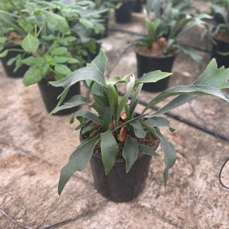 PLATYCERUM CUERNO DE ALCE