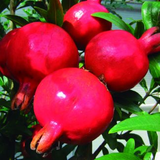 PUNICA GRANATUM NANA