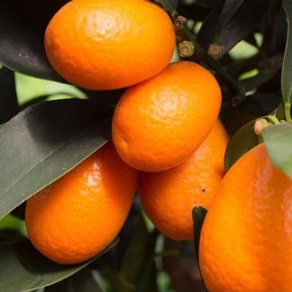 CITRUS FORTUNELLA MARGARITA (KUMQUAT)