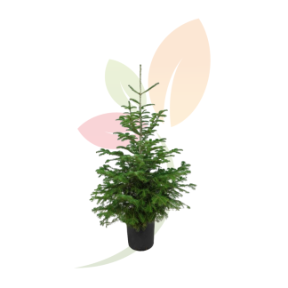 ABIES NORDMANNIANA (ESPECIAL NAVIDAD)