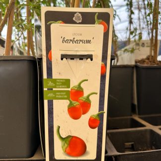 LYCIUM BARBARUM (BAYAS GOJI)