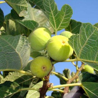 FICUS CARICA (BAJA) HIGUERA BLANCA