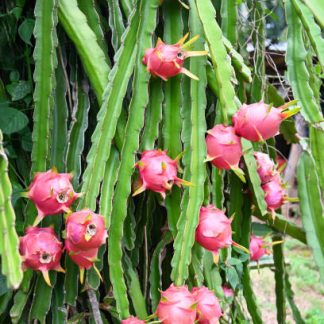 PITAYA (FRUTA DEL DRAGÓN)