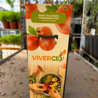 RIBES UVA CRISPA ROJA (UVA ESPINA)