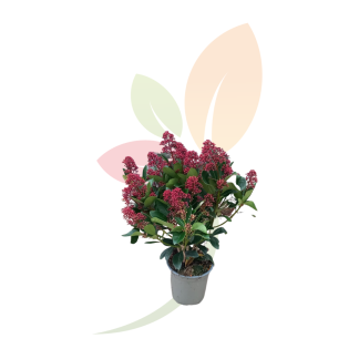 SKIMMIA JAPONICA (ESPECIAL NAVIDAD)