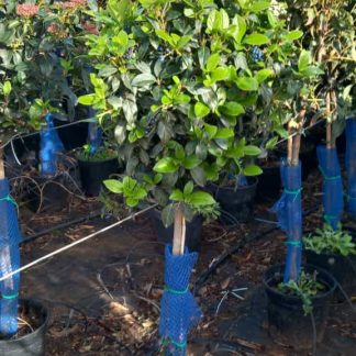 VIBURNUM TINUS COPA (DURILLO)