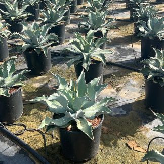 AGAVE ASPERRIMA