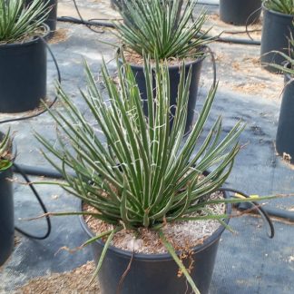 AGAVE GEMINIFLORA