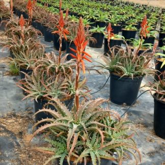 ALOE ARBORESCENS