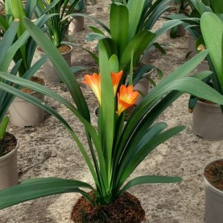 CLIVIA MINIATA