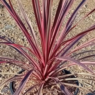 CORDYLINE CHARLIE BOY