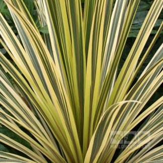 CORDYLINE TORBAY DAZZLER