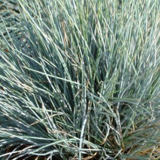 FESTUCA GLAUCA
