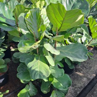 FICUS LYRATA