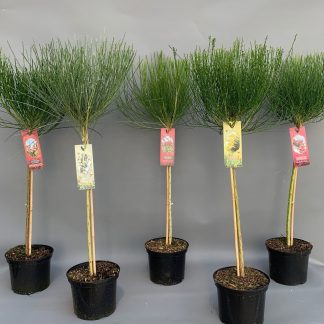 CYTISUS SCOPARIUS COPA MIX